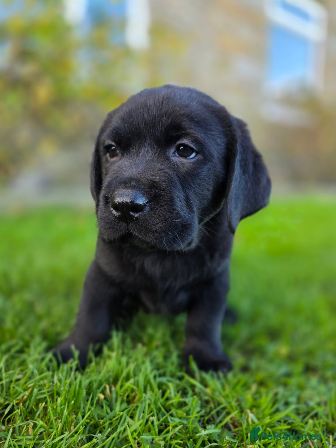 Labrador Retriever dogs for sale: High Quality Black Labrador Puppies - Advert 3