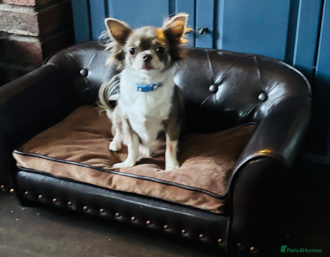 Chihuahua dogs for sale: Apple head blue white party boy puppy  - Advert 2