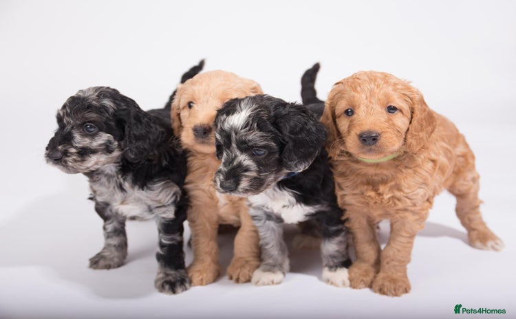 Mini Goldendoodle dogs - Advert 1