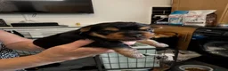 Yorkshire Terrier dogs for sale: Yorkshire Terrier Puppies Only 1 Boy Left !!!! - Advert 20