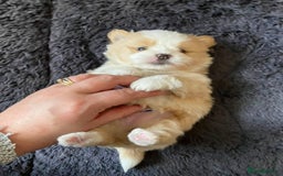 Mixed Breed dogs for sale: Pomeranian Puppies - £1,500 each - Image 4