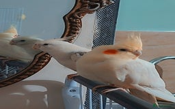 Cockatiels birds for sale: No adoption fees ... - Advert 2