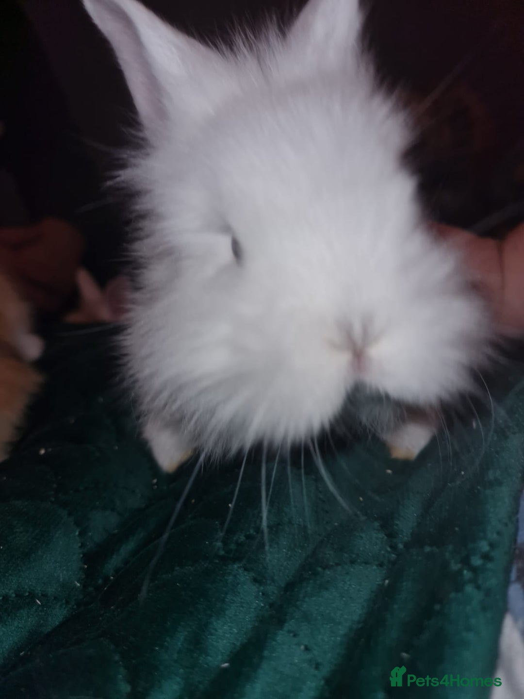 Lionhead rabbits for sale: Lionhead cross kits  - Advert 2