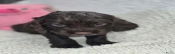 Cocker Spaniel dogs for sale: BEAUTIFUL COCKER SPANIEL PUPS - Advert 10