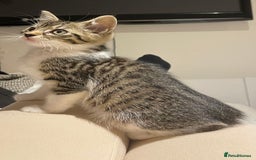 British Longhair cats for sale: 2 ADORABLE FLUFFY BRITISH LONGHAIR KITTENS LEFT!!! - Image 19