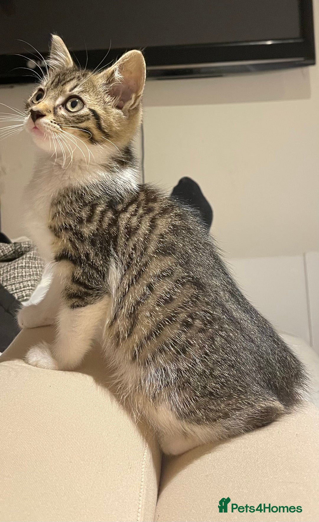 British Longhair cats for sale: 2 ADORABLE FLUFFY BRITISH LONGHAIR KITTENS LEFT!!! - Image 19