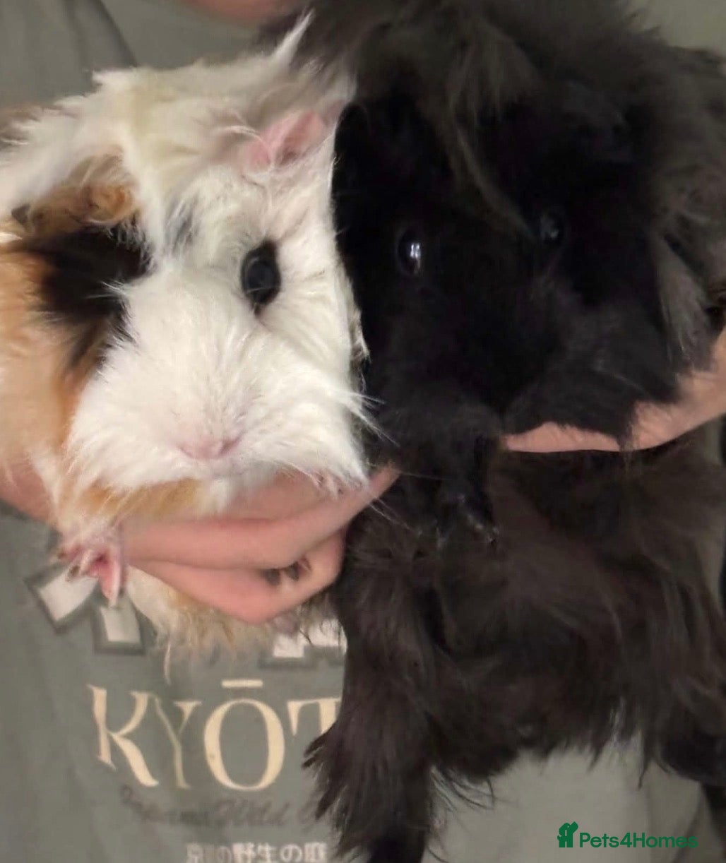 Guinea Pig rodents Two beautiful guinea pigs for sale - Advert 1