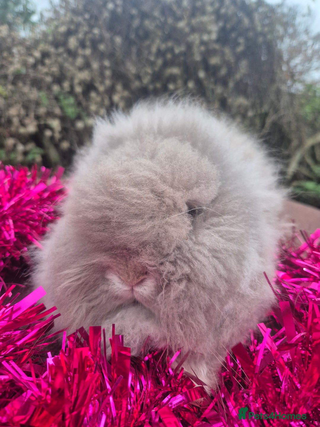 Angora rabbits for sale: Teddydwerg babies 💓💙 READY NOW 😍  - Advert 4