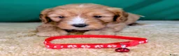 Cavapoochon dogs for sale: Beautiful Cavapoochons - Advert 5