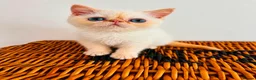 Exotic cats for sale: Stunning exotic kittens high quality m - Advert 12