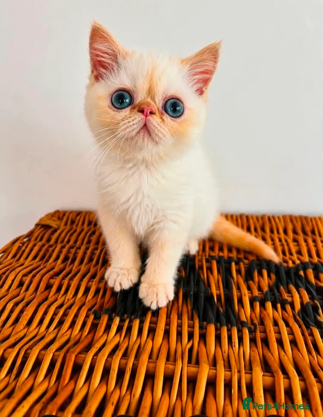 Exotic cats for sale: Stunning exotic kittens high quality m - Advert 12