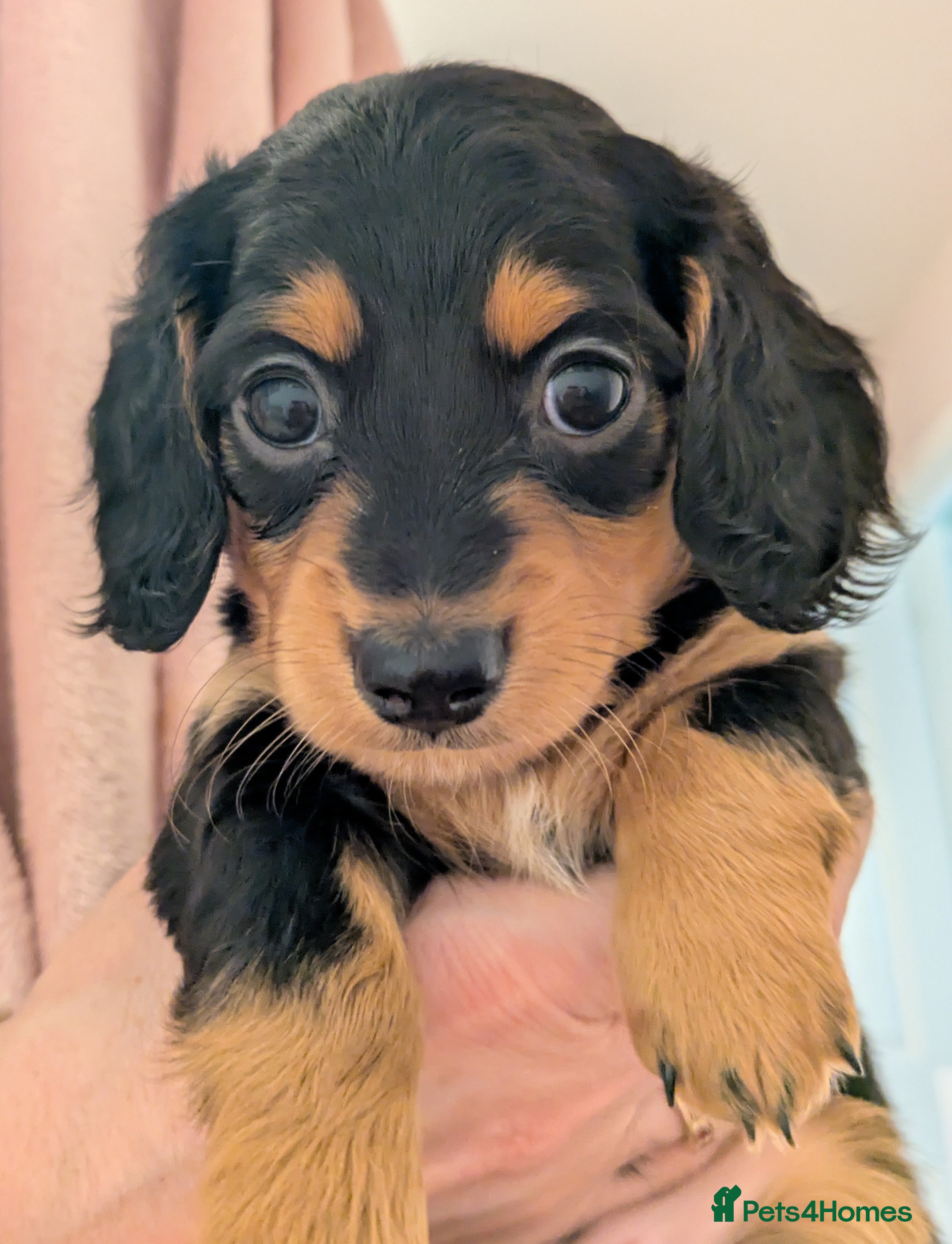 Miniature Dachshund dogs Miniature dashund puppies reserving now  - Advert 16