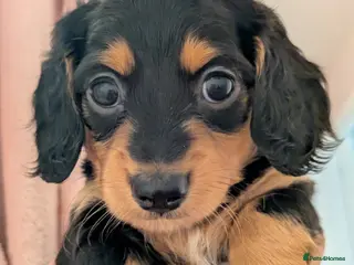 Miniature Dachshund dogs Miniature dashund puppies reserving now - Advert 16