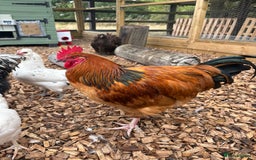Chickens poultry for sale: Buff Sussex  - Image 3