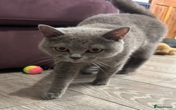 British Shorthair cats for sale: GCCF active mum and daughter blue BSH - Image 22