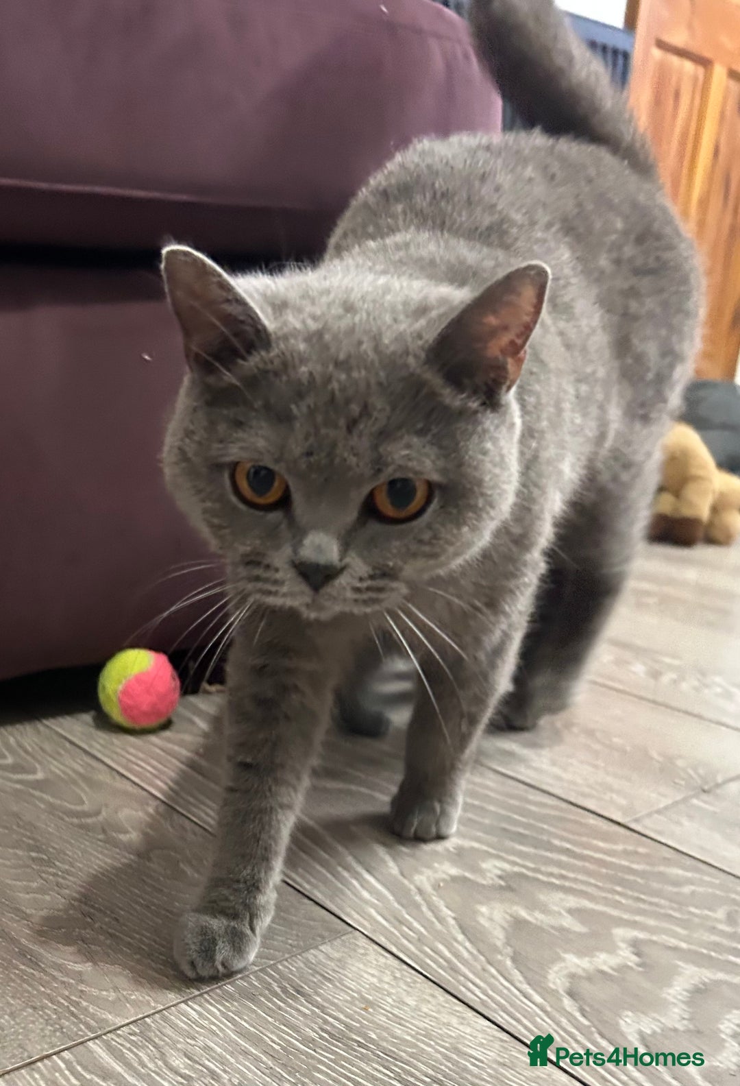 British Shorthair cats for sale: GCCF active mum and daughter blue BSH - Image 22