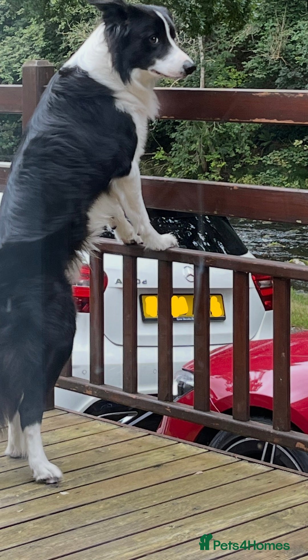 Border Collie dogs for stud: 🐾 Handsome Purebred Border Collie Stud 🐾 - Advert 9