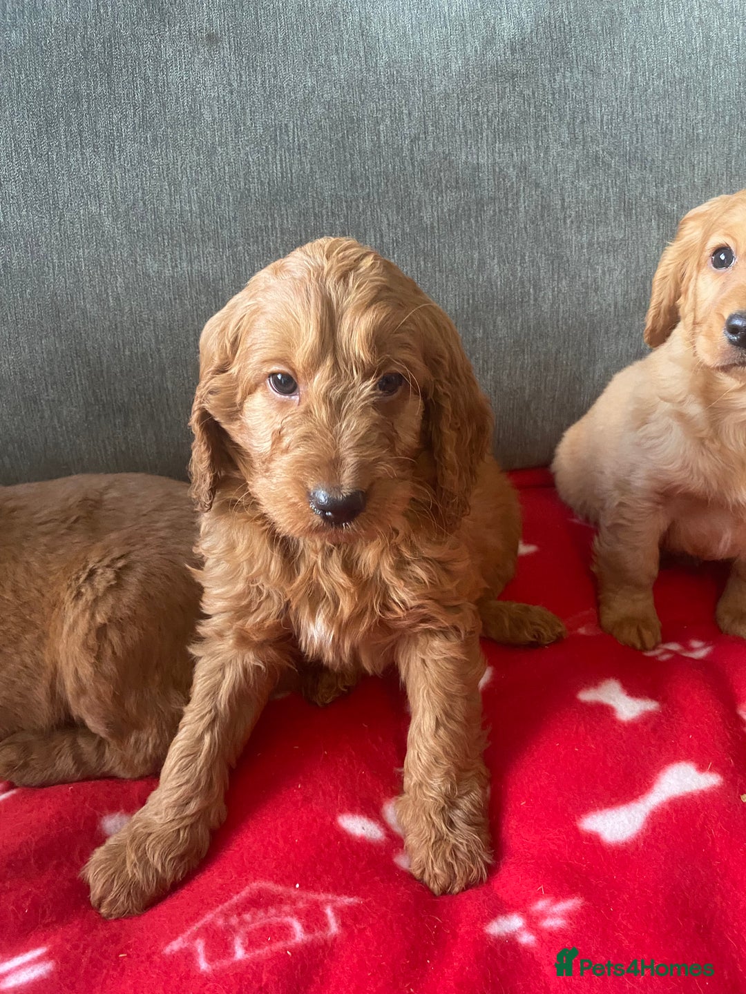 Cockapoo dogs for sale: Beautiful cockapoos - Advert 6