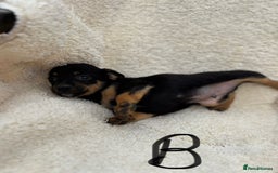 Mixed Breed dogs for sale: Dachshund x jack russle pups   - Image 4