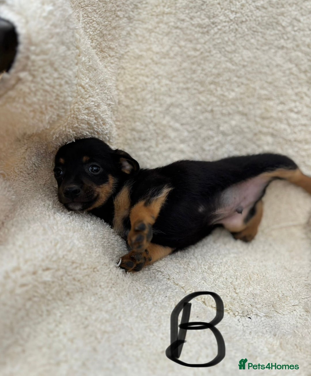 Mixed Breed dogs for sale: Dachshund x jack russle pups   - Image 4
