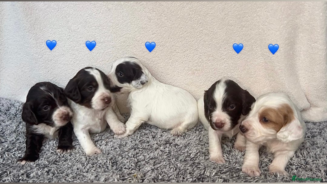 Cocker Spaniel dogs for sale: ✨Beautiful Cocker Spaniel Puppies✨ - Advert 3