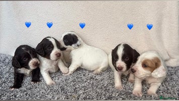 Cocker Spaniel dogs ✨Beautiful Cocker Spaniel Puppies✨ - Advert 12