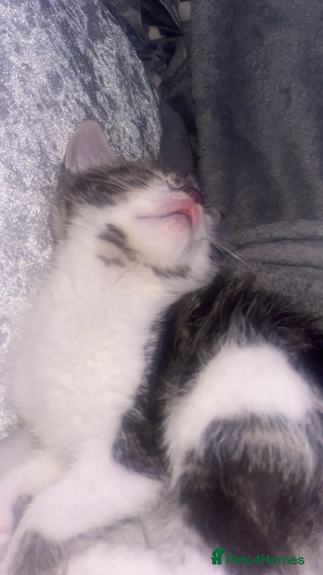 British Shorthair cats for sale: Kittens for sale - Advert 6