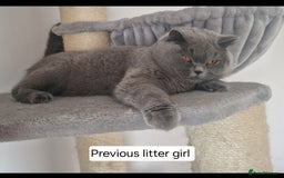 British Shorthair cats for sale: Tica Registered Blue British Shorthair kittens - Image 28