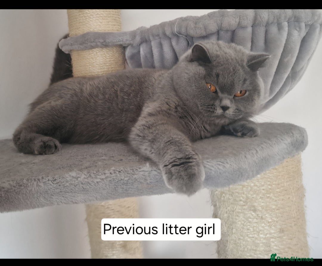 British Shorthair cats for sale: Tica Registered Blue British Shorthair kittens - Image 28