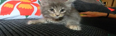Maine Coon 1
