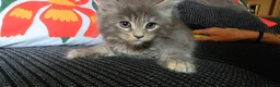 Maine Coon cats for sale: Main coon kittens  - Advert 4