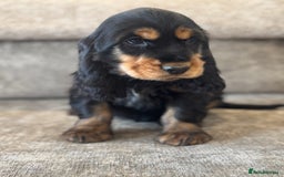 Cocker Spaniel dogs for sale: BEAUTIFUL SHOW TYPE COCKER SPANIELS  - Image 21