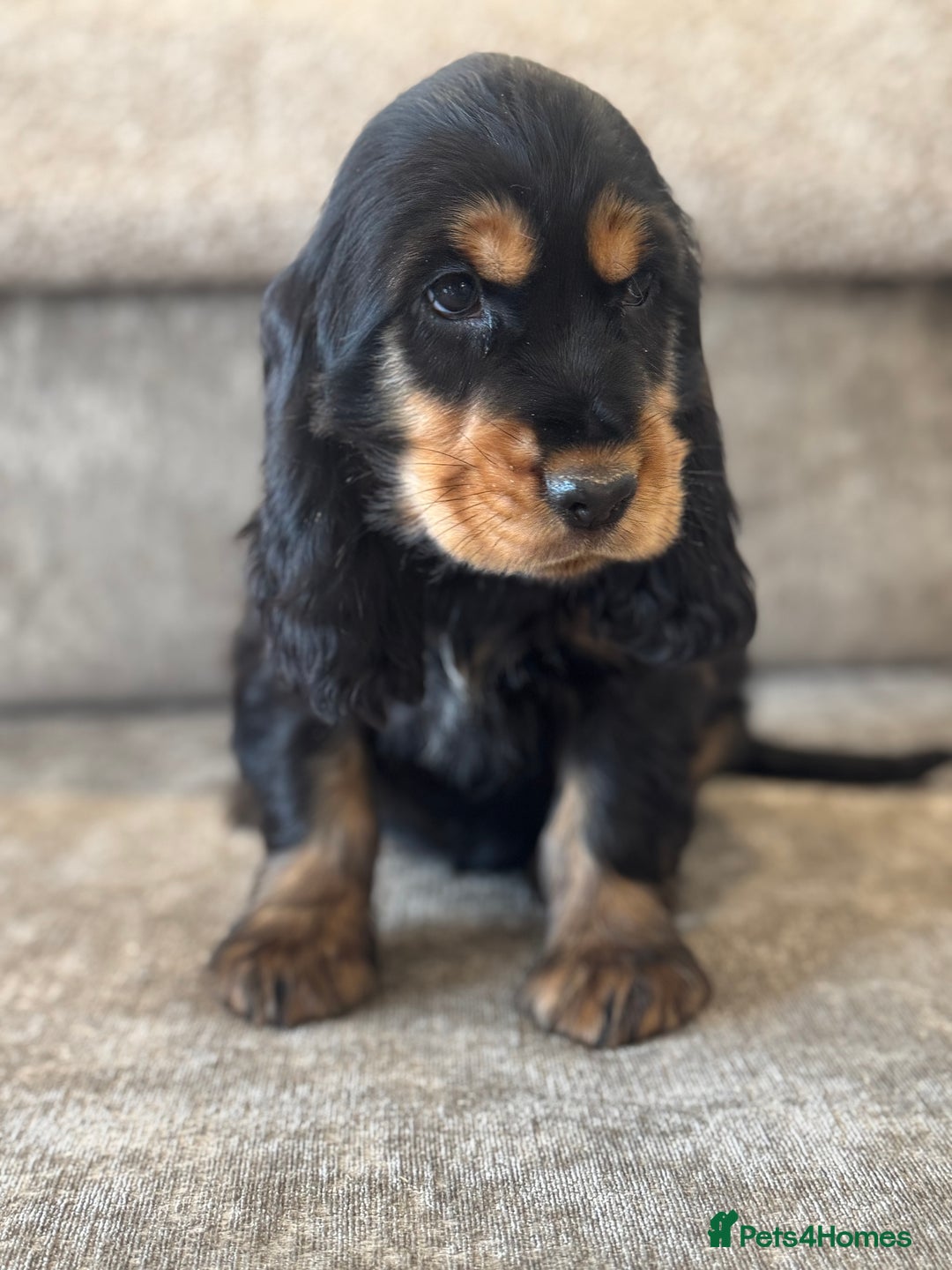 Cocker Spaniel dogs for sale: BEAUTIFUL SHOW TYPE COCKER SPANIELS  - Image 21