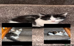 British Longhair cats for sale: Beautiful longhair kittens for rehoming  - Image 2