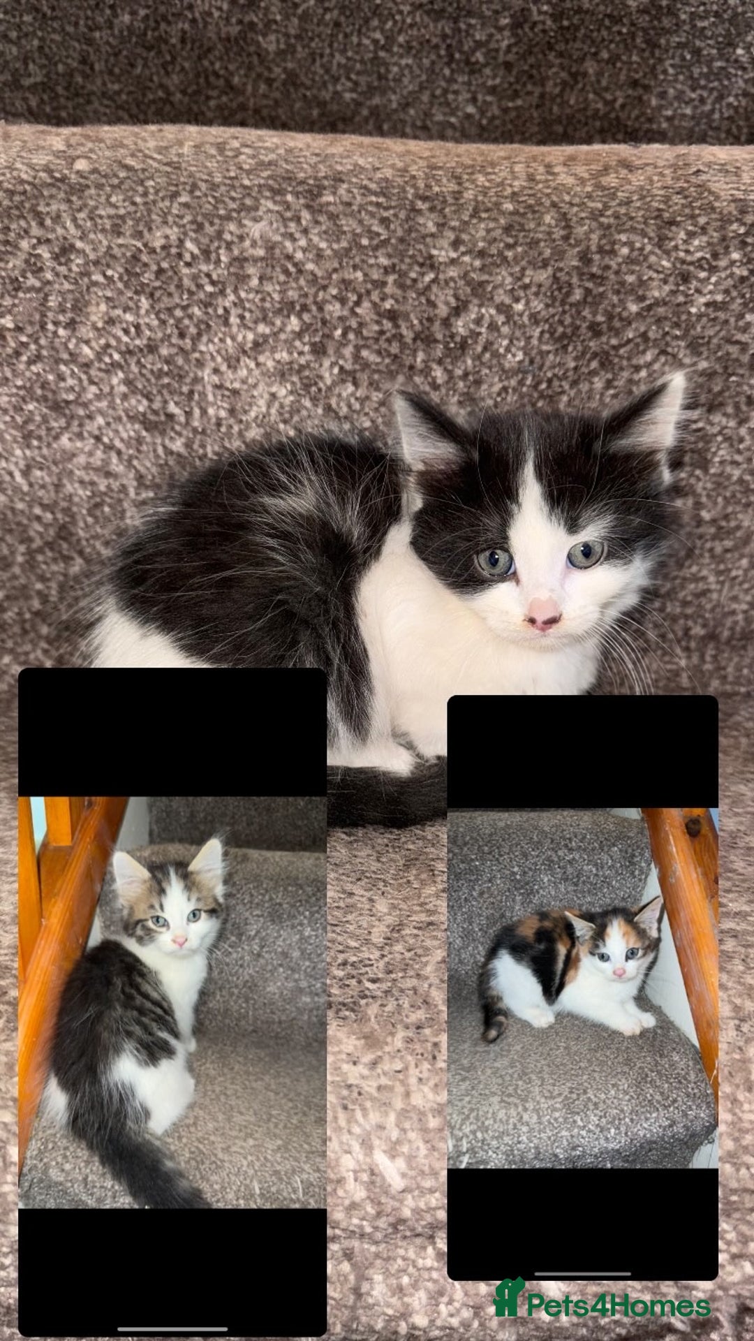 British Longhair cats for sale: Beautiful longhair kittens for rehoming  - Image 2