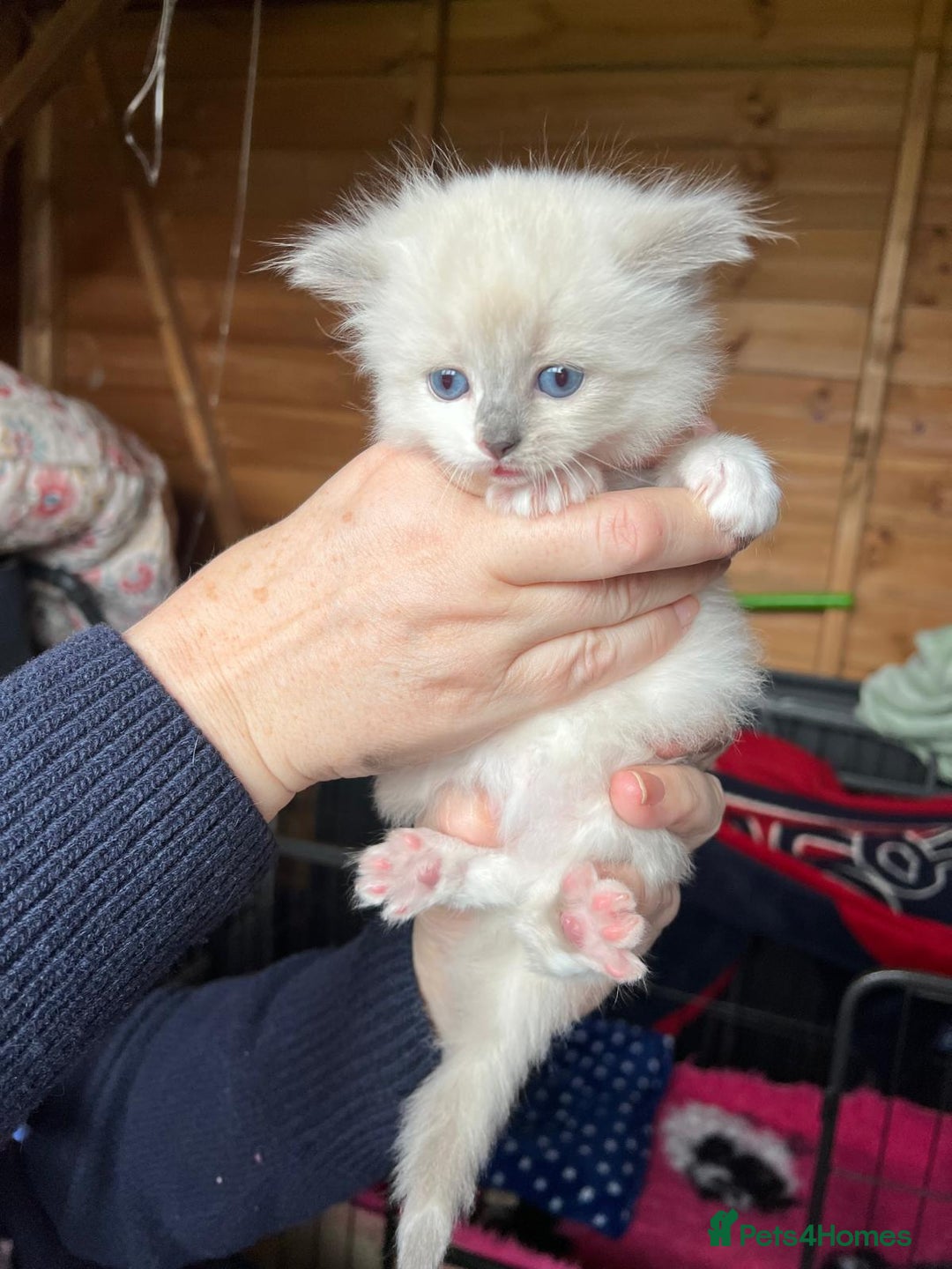 Ragdoll cats for sale: Ragdoll kittens - Image 5