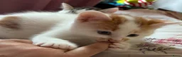 British Shorthair cats for sale: 4 Adorable kittens for sale  - Advert 13