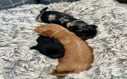 Mixed Breed dogs for sale: Tibetan Doodle Puppies 2 Boys 1 Girl - Image 7