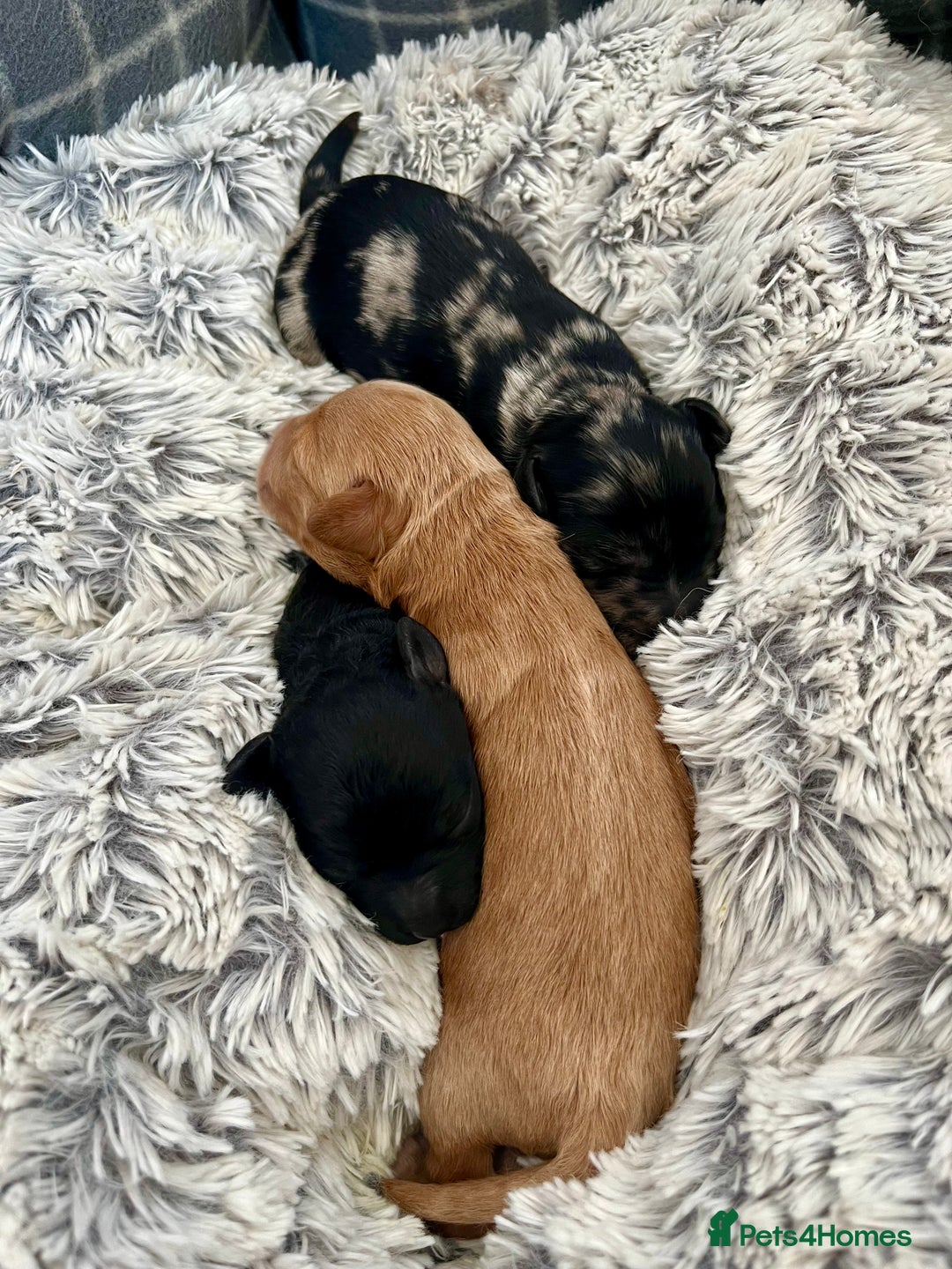 Mixed Breed dogs for sale: Tibetan Doodle Puppies 2 Boys 1 Girl - Image 7