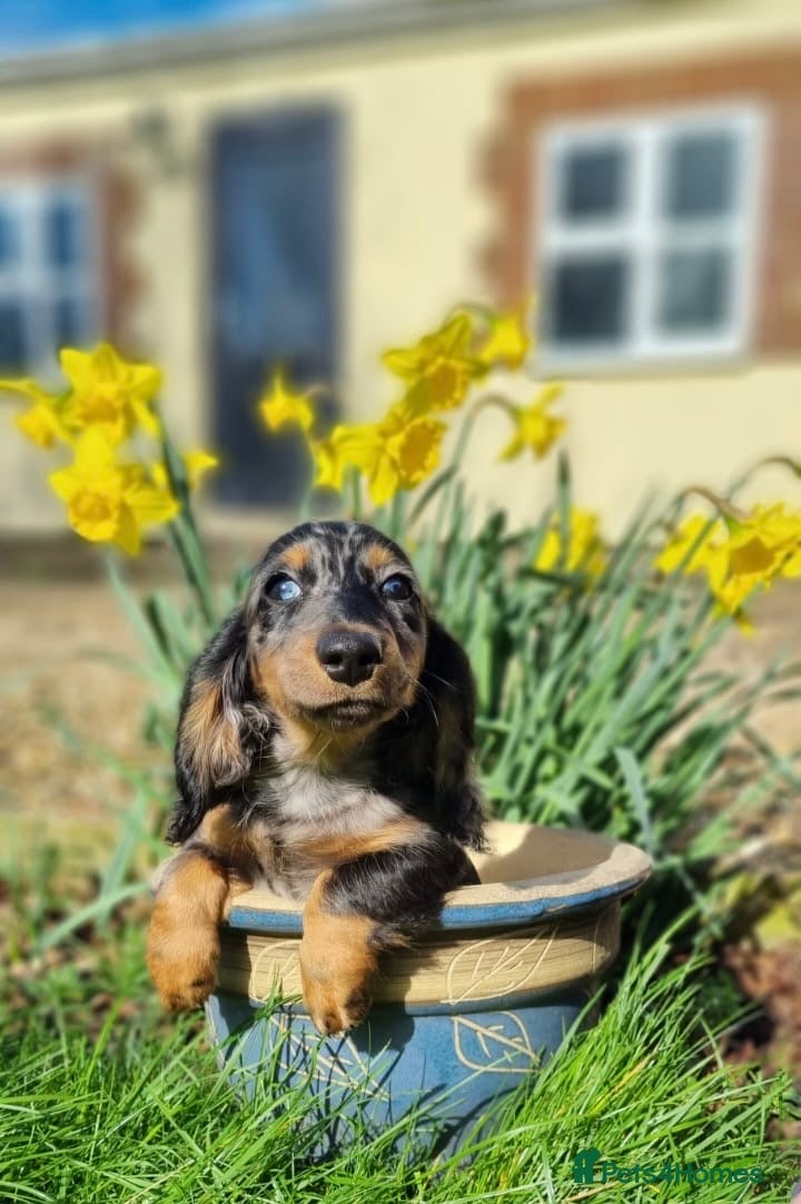 Miniature Dachshund dogs miniature longhaired dachshund's - Advert 4