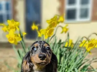Miniature Dachshund dogs miniature longhaired dachshund's - Advert 4