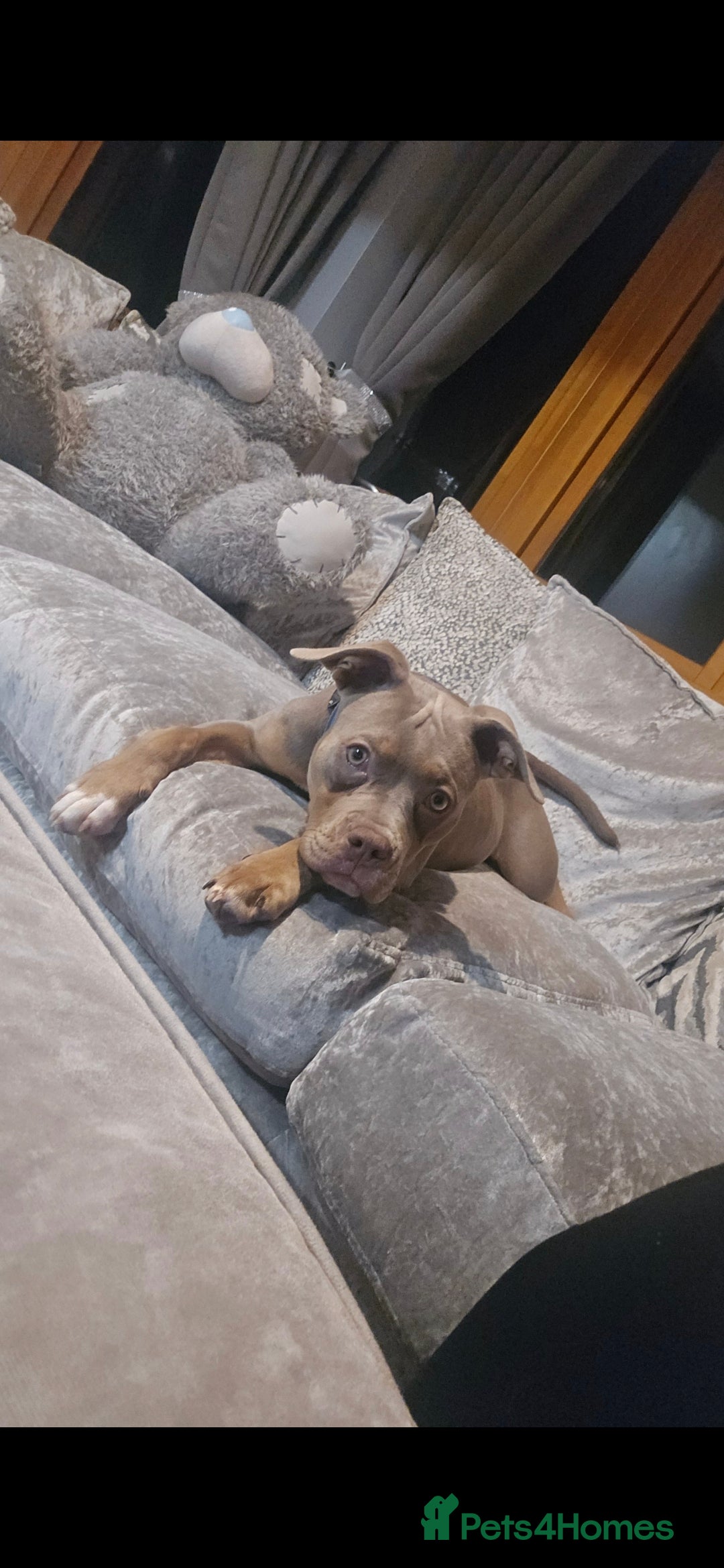 American Bully dogs Classic american bully - Advert 1