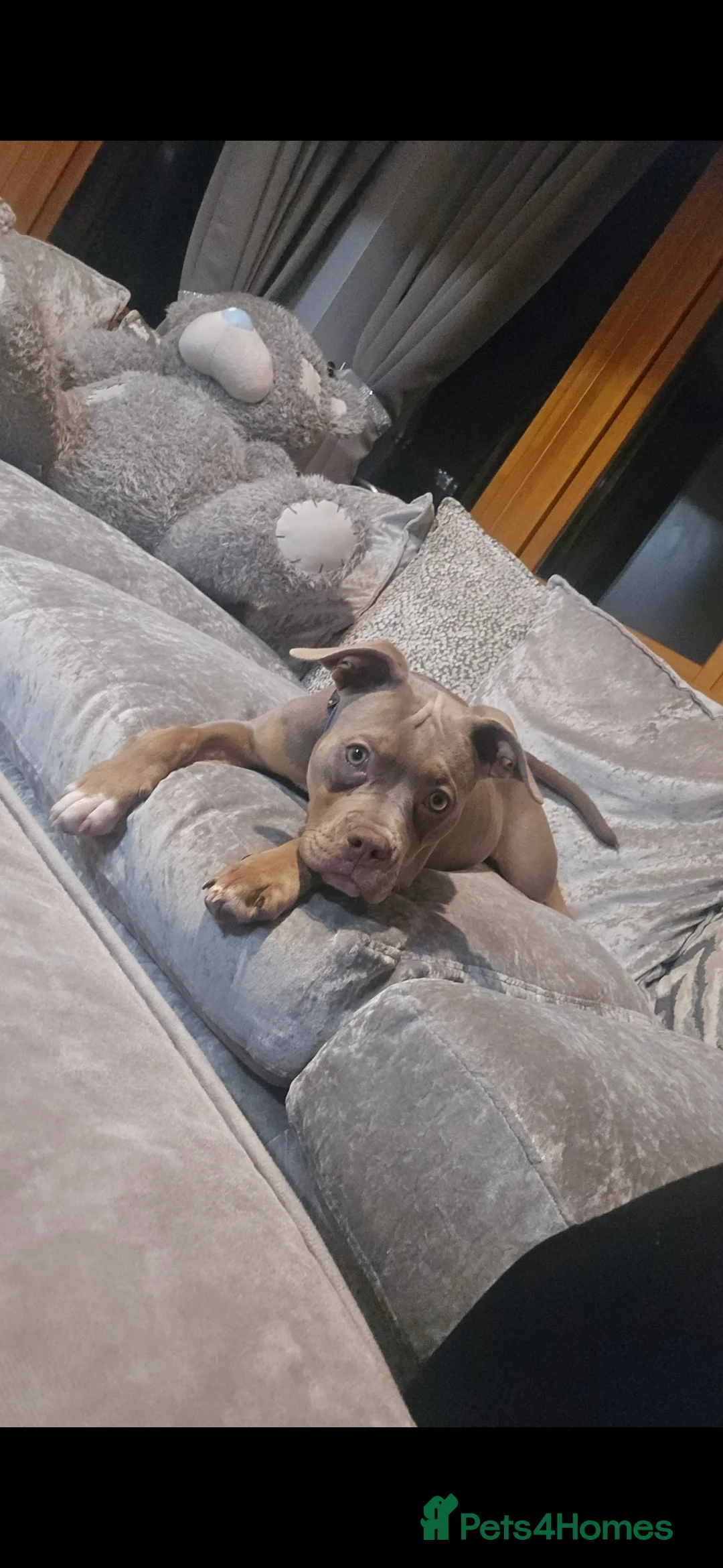 American Bully dogs for sale: Classic american bully - Advert 1