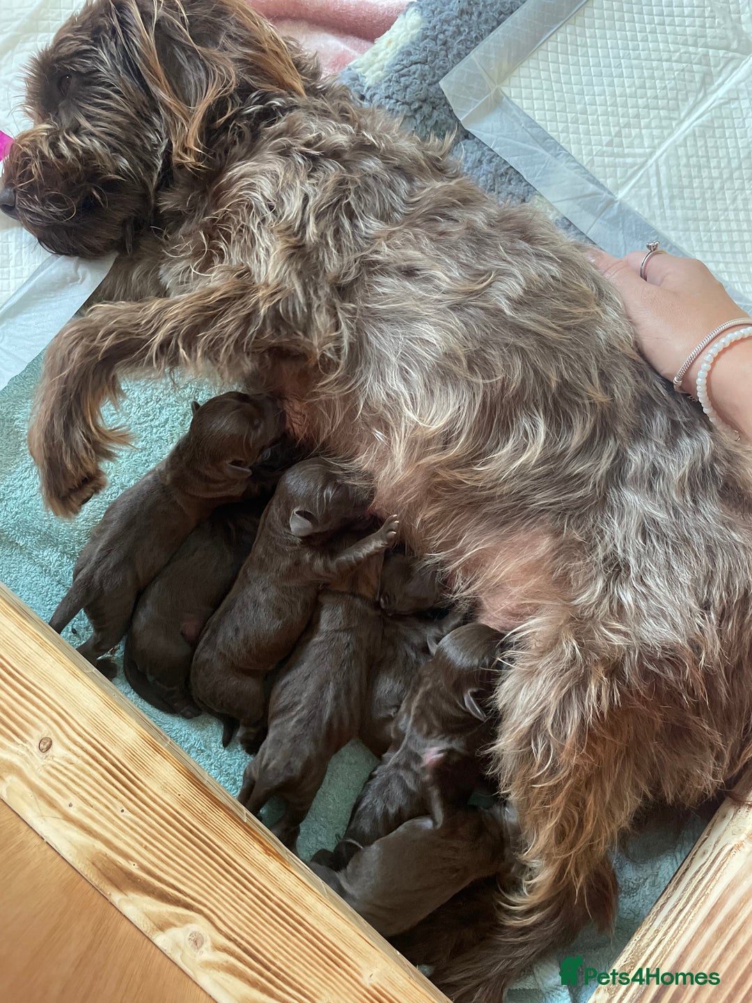 Mixed Breed dogs for sale: Patterdale terrier cross - Image 1