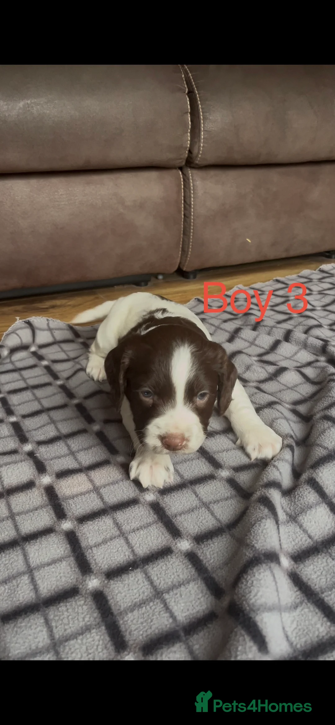 English Springer Spaniel dogs for sale: 5 beautiful English springer spaniel puppies  - Advert 9