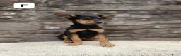 Mixed Breed dogs for sale: Huntaway X kelpie pups  - Advert 7