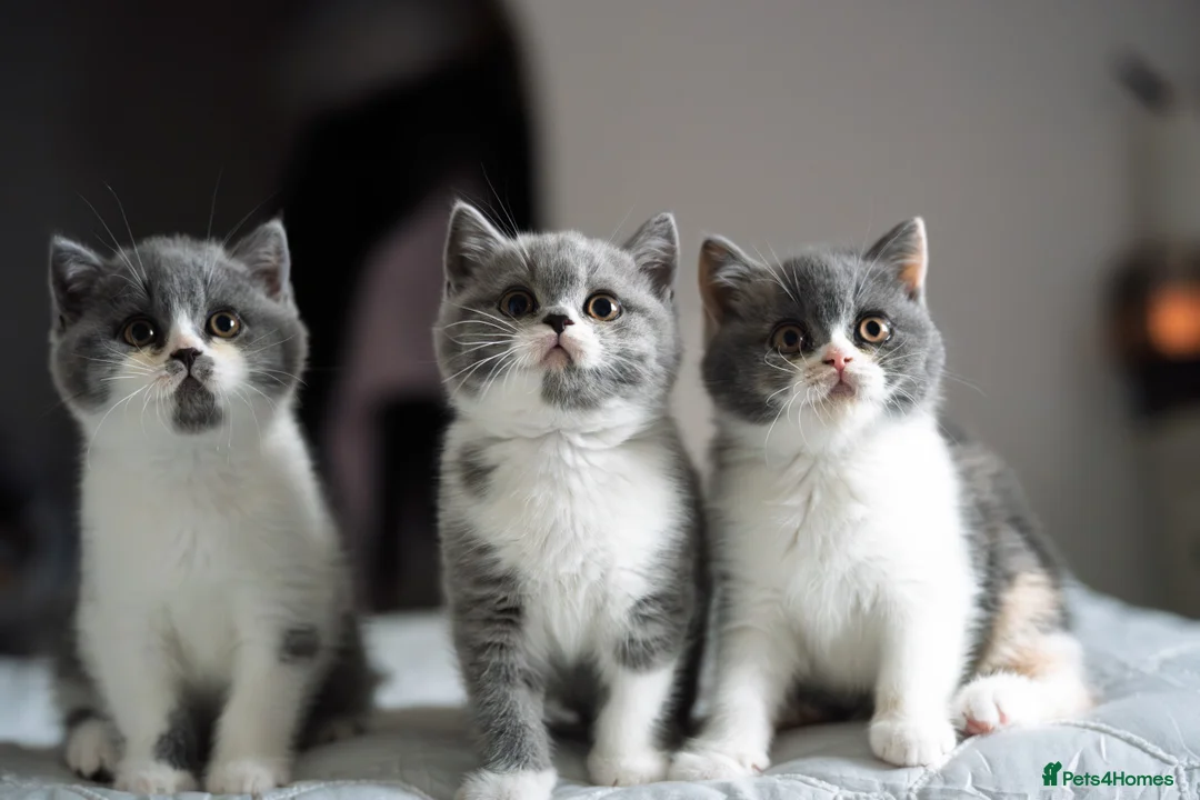 British Shorthair cats for sale: GCCF and TICA Registered -Show Quality BSH. - Advert 12