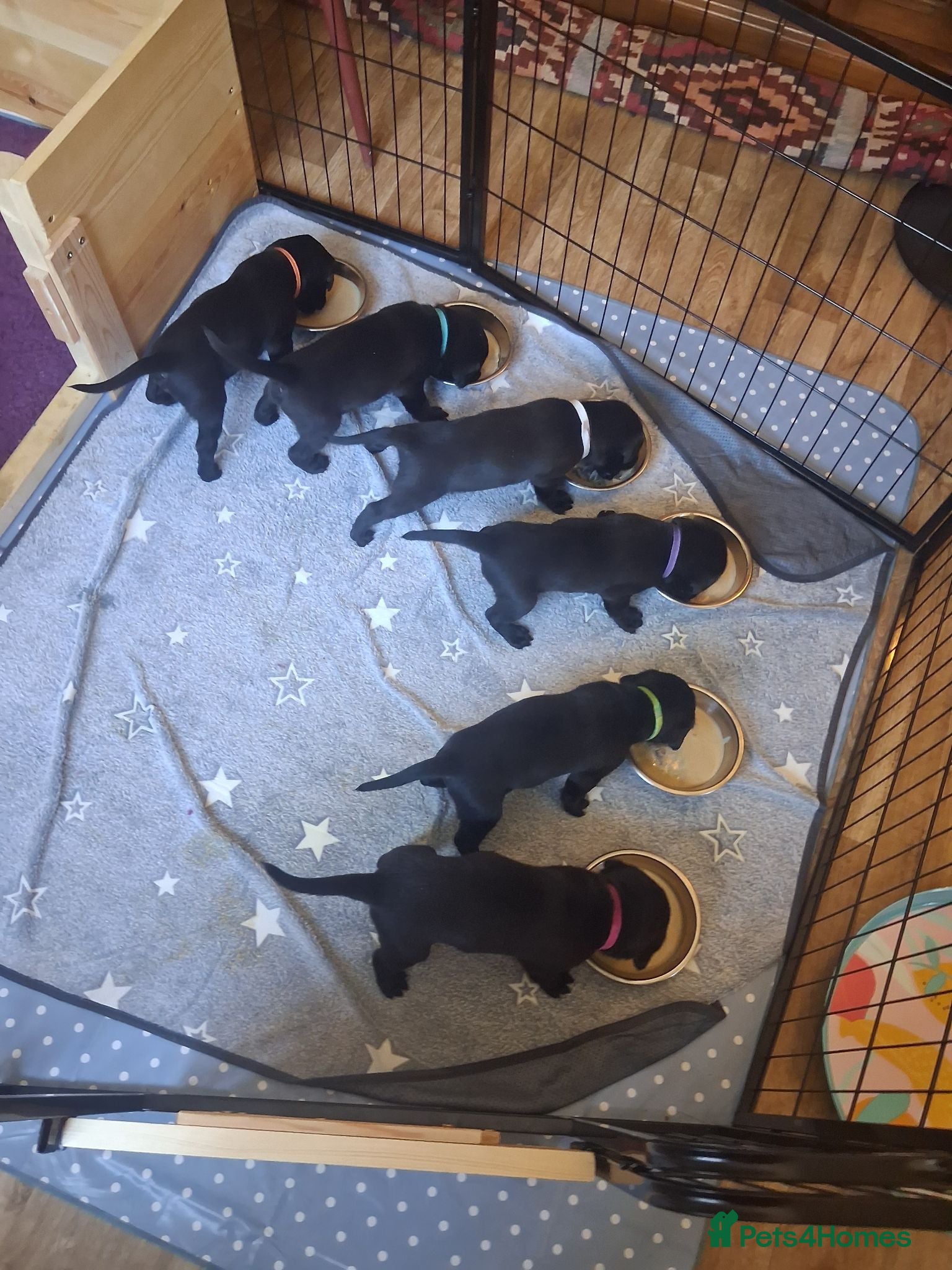 Labrador Retriever dogs Beautiful Black Labrador Puppies For Sale - Advert 2