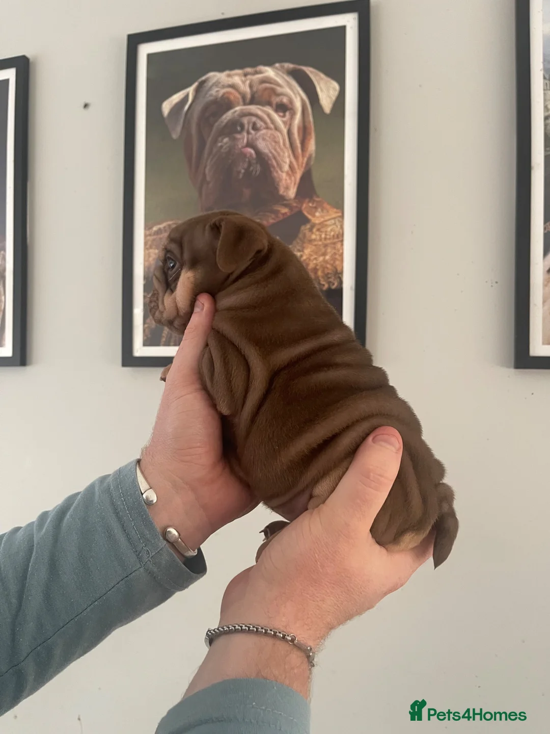English Bulldog dogs for sale: Our adorable box of chocolate litter! 🤎 - Advert 20