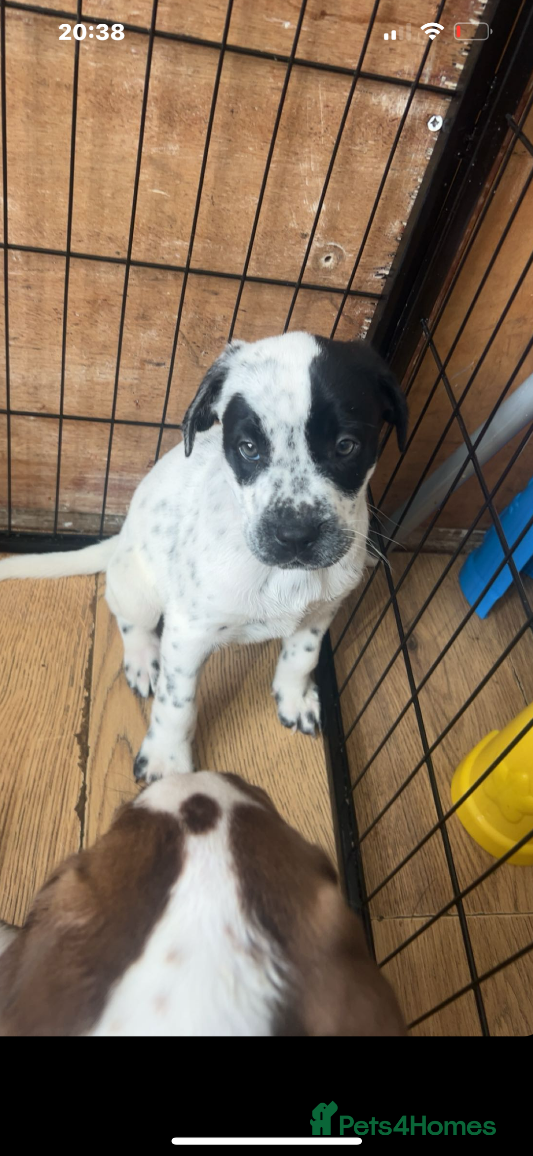 Mixed Breed dogs for sale: Beautiful pups ready to leave - Image 1